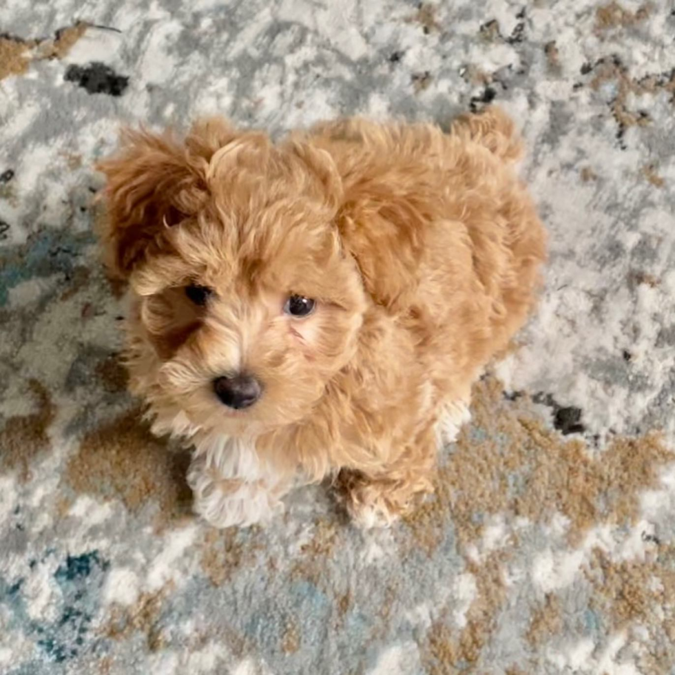 Small Maltipoo Pup in Jacksonville FL