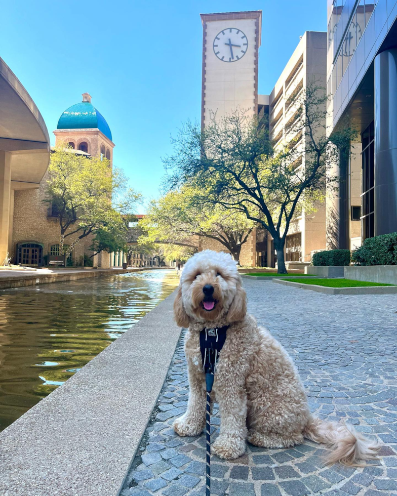 Mini Goldendoodle Being Cute