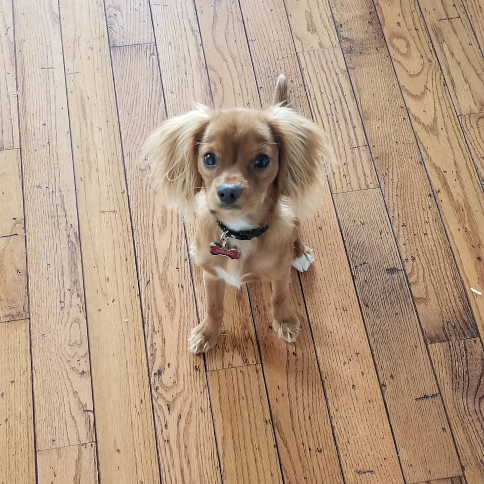 Remond Cavalier King Charles Spaniel Pup