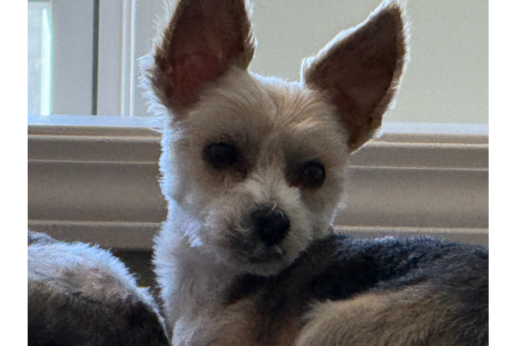 Sweet Morkie Baby