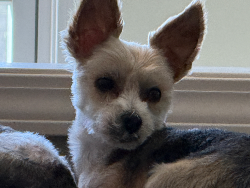 Cute Morkie Pup