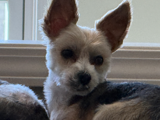 Cute Morkie Pup