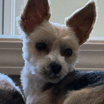 Cute Morkie Pup