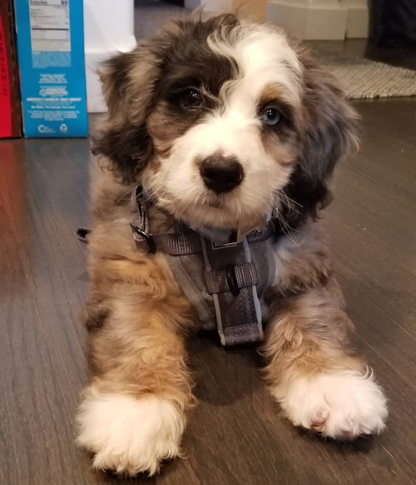 Little Bernadoodle Poodle Mix Pup