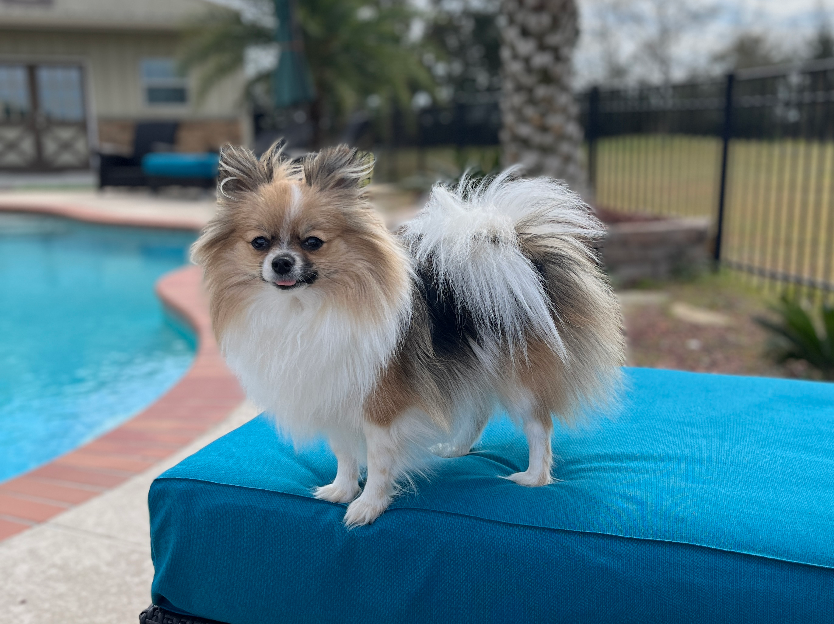 Best Pomeranian Baby