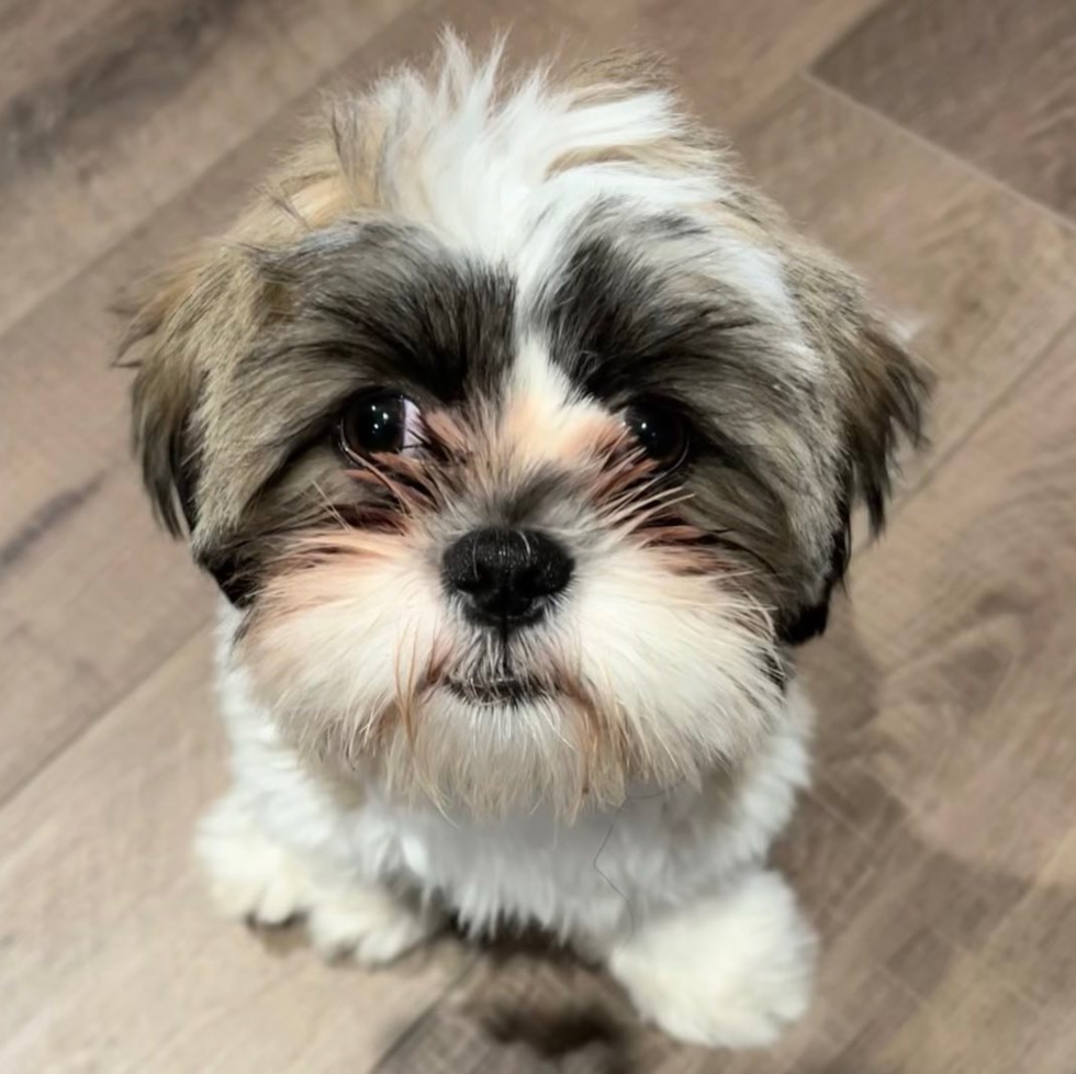 Little Shih Tzu Purebred Pup