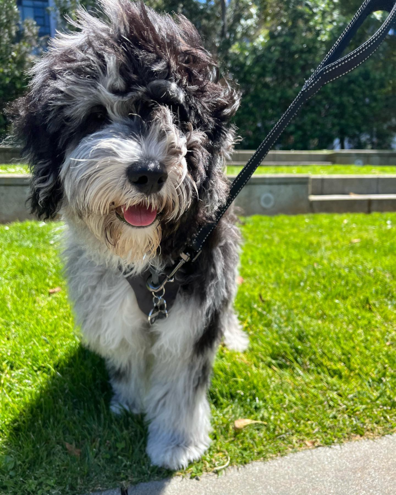 Popular Mini Portidoodle Poodle Mix Pup