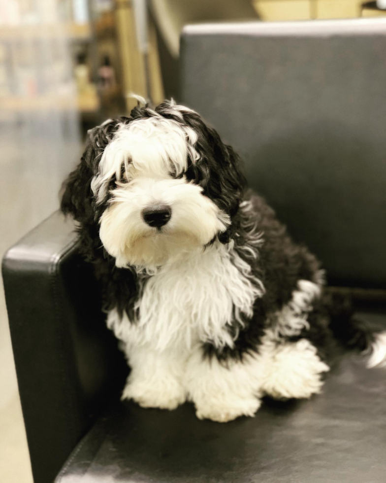 Nashville Mini Sheepadoodle Pup