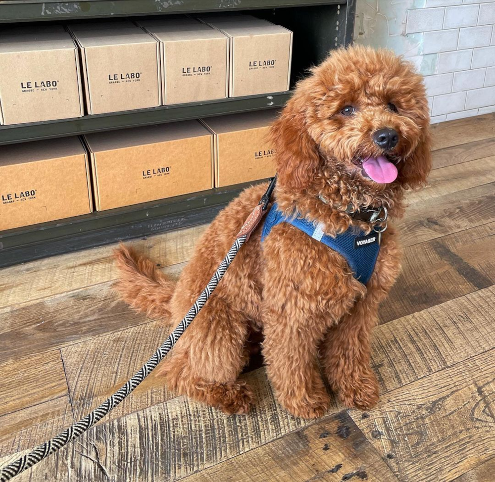 Friendly Cavapoo Pup in Alameda CA