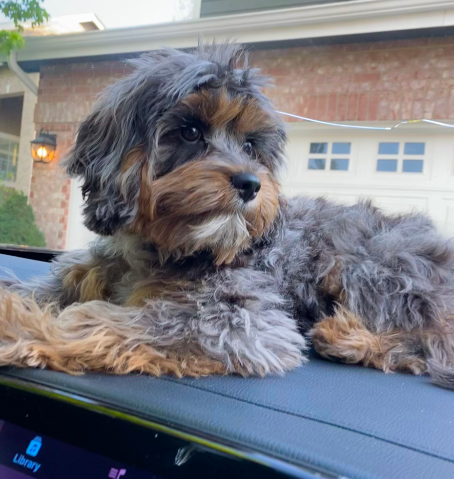 Cavapoo Pup