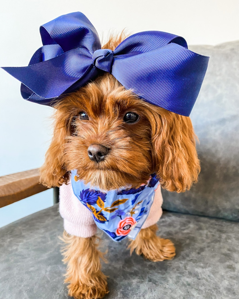 Friendly Cavapoo Pup