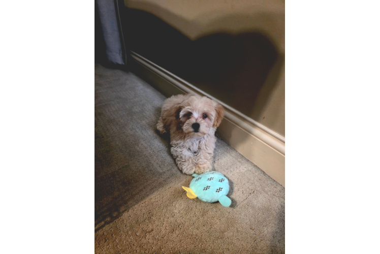 Fluffy Maltipoo Poodle Mix Pup