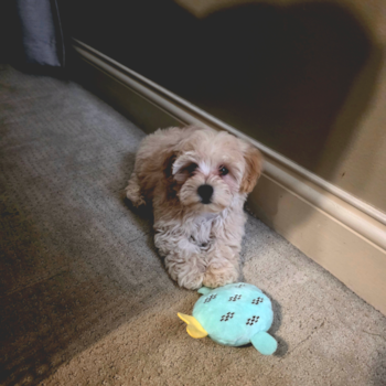 Smart Maltipoo Poodle Mix Pup