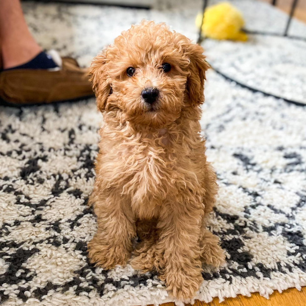 Cute Mini Goldendoodle Pup