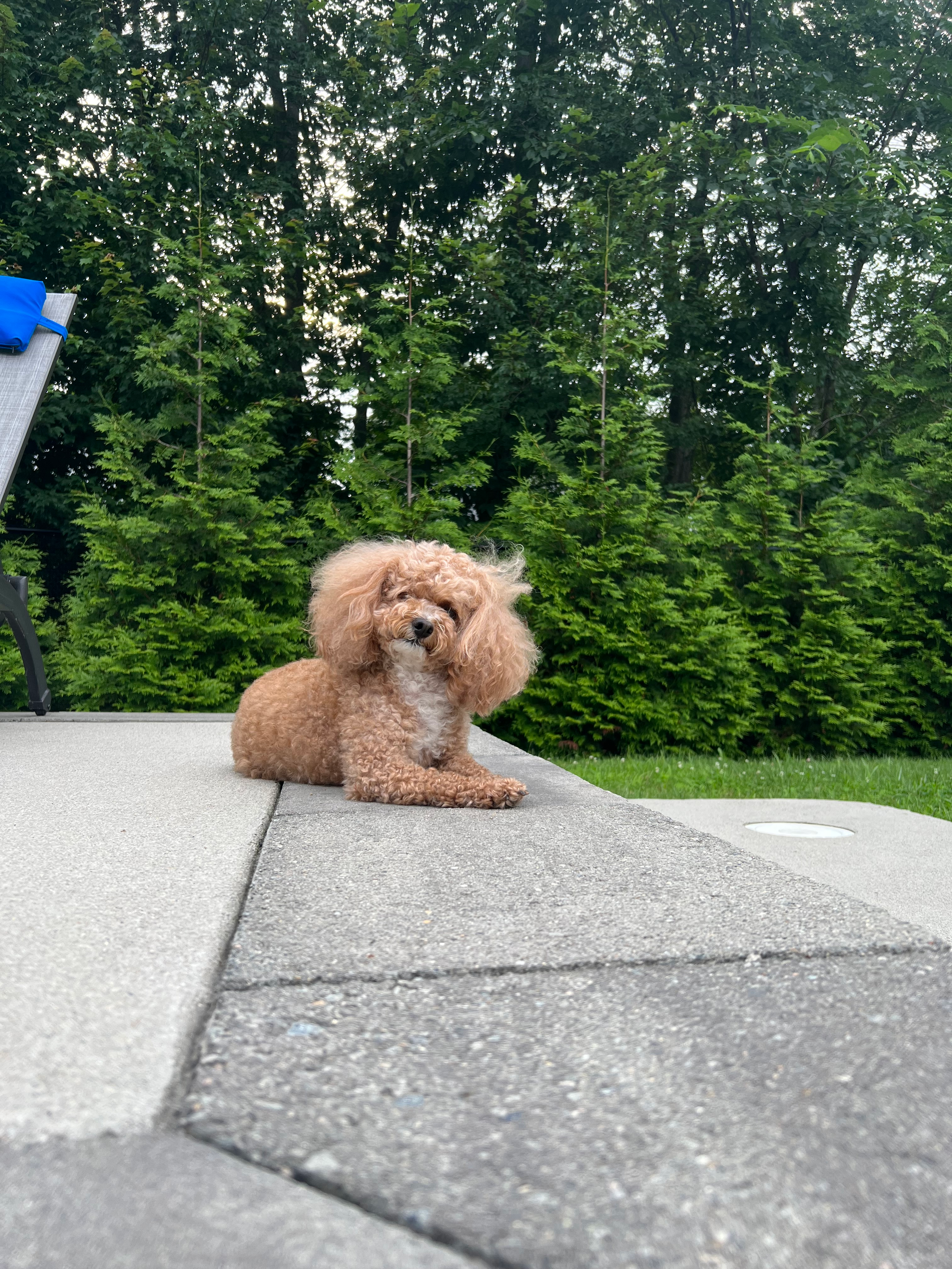 Cute Pudle Purebred Puppy