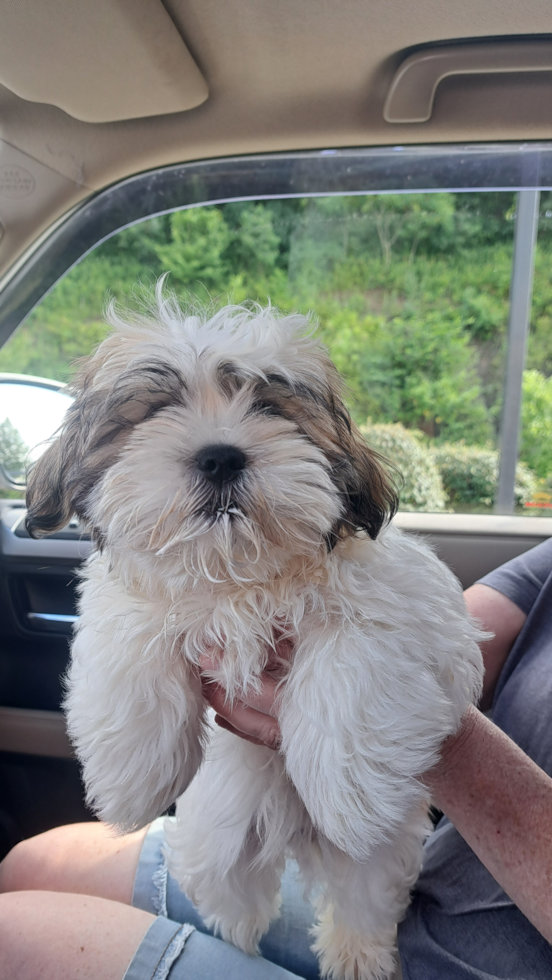 Energetic Shichon Designer Pup