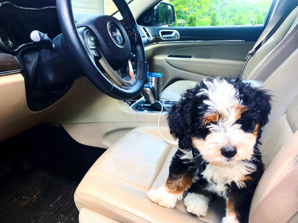 Small Mini Bernedoodle Pup in BLOOMFIELD HILLS MI