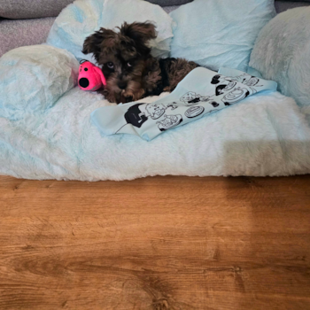 Energetic Yorkipoo Poodle Mix Pup