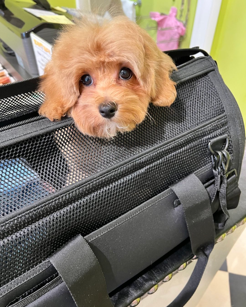 Bloomfield Hills Maltipoo Pup