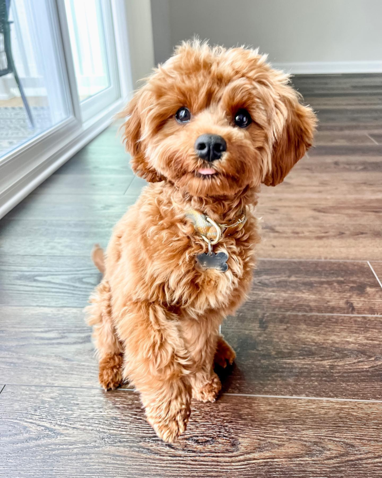 Adorable Cavoodle Poodle Mix Pup