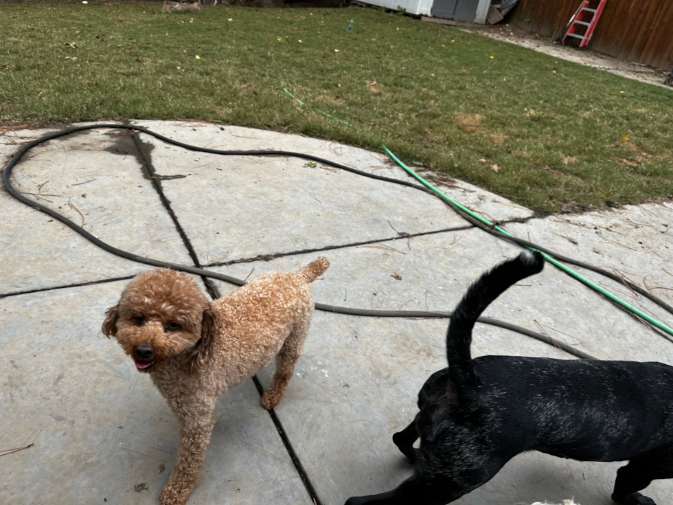 Happy Mini Goldendoodle Pup