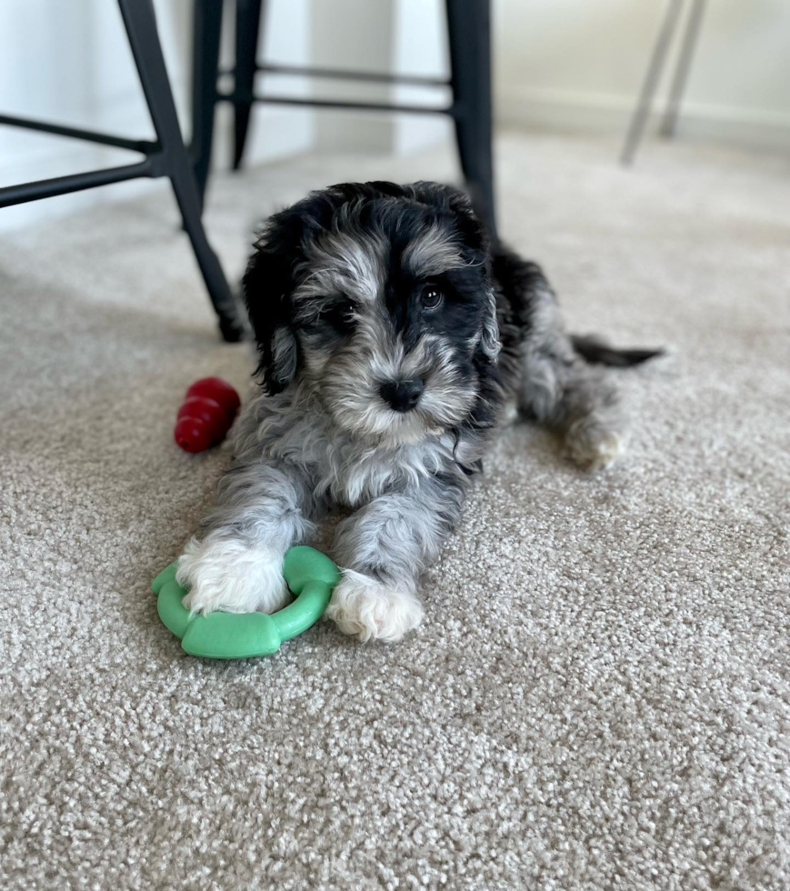 Little Portuguese Water Dog Poodle Mix Pup