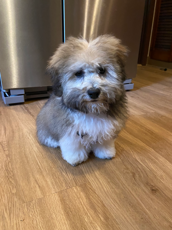 Smart Havanese Pup in