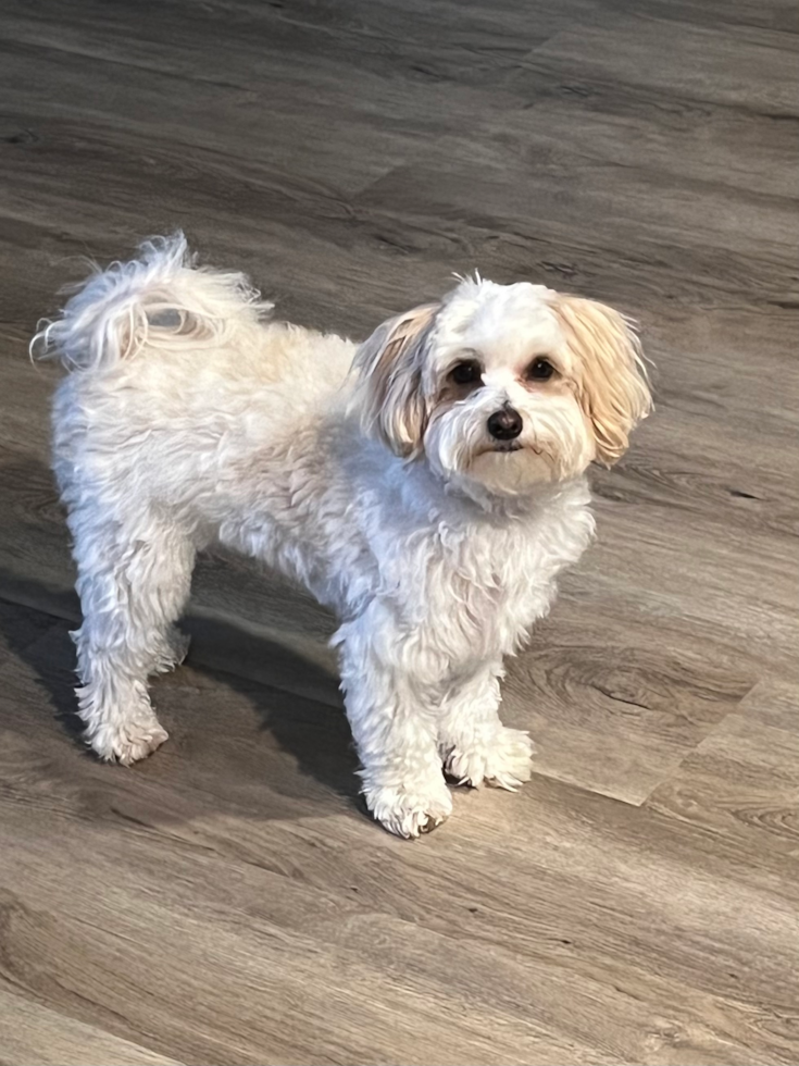 Little Maltepoo Poodle Mix Pup