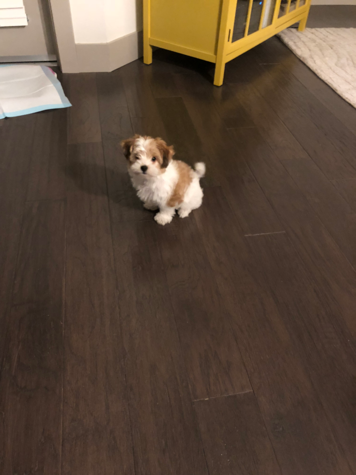 Tempe Morkie Pup