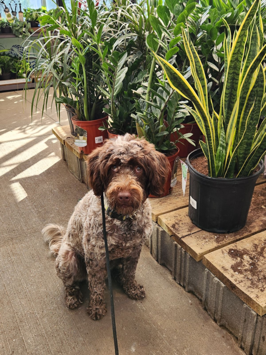 Portuguese Water Dog