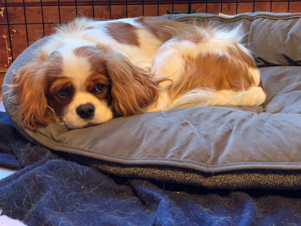 Akc Registered Cavalier King Charles Spaniel Pup