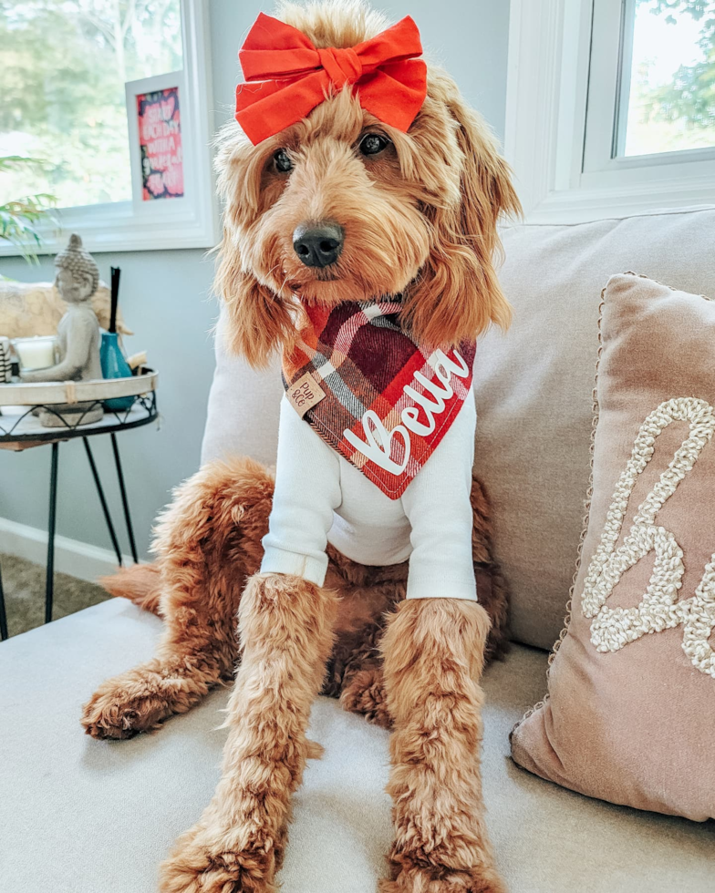 Hypoallergenic Golden Retriever Poodle Mix Pup