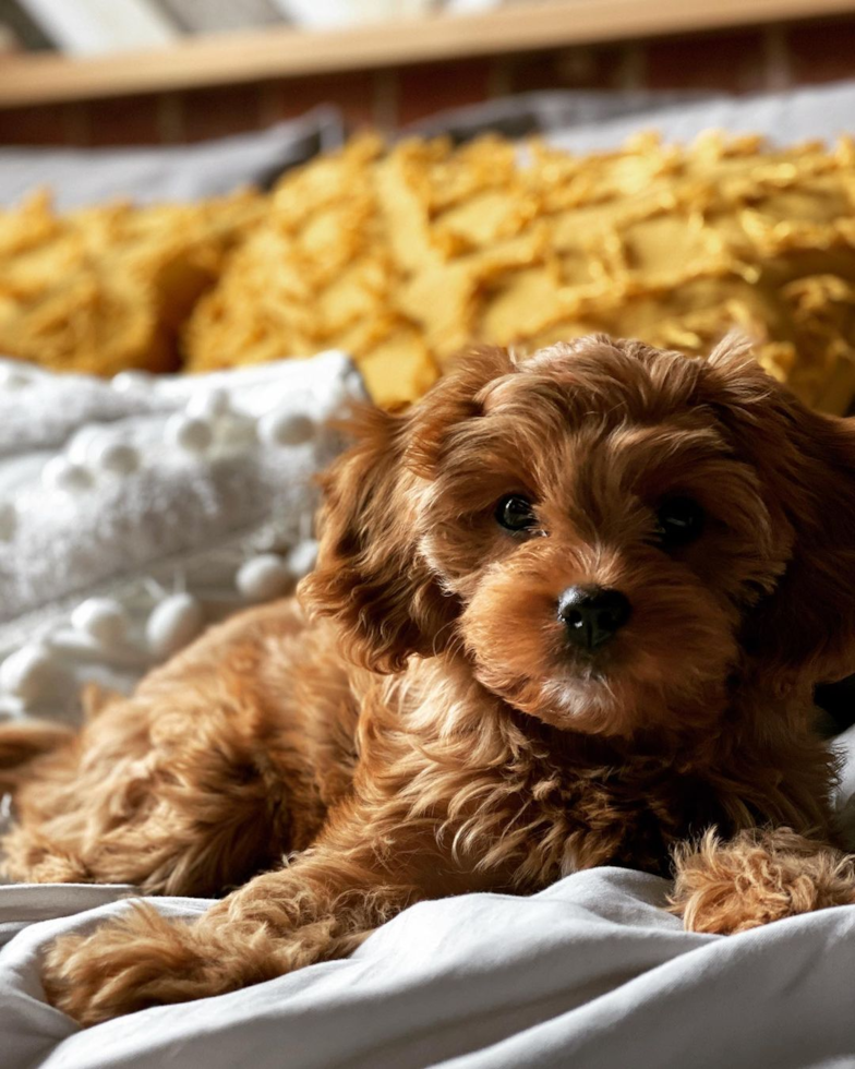 Sweet Cavapoo Pup