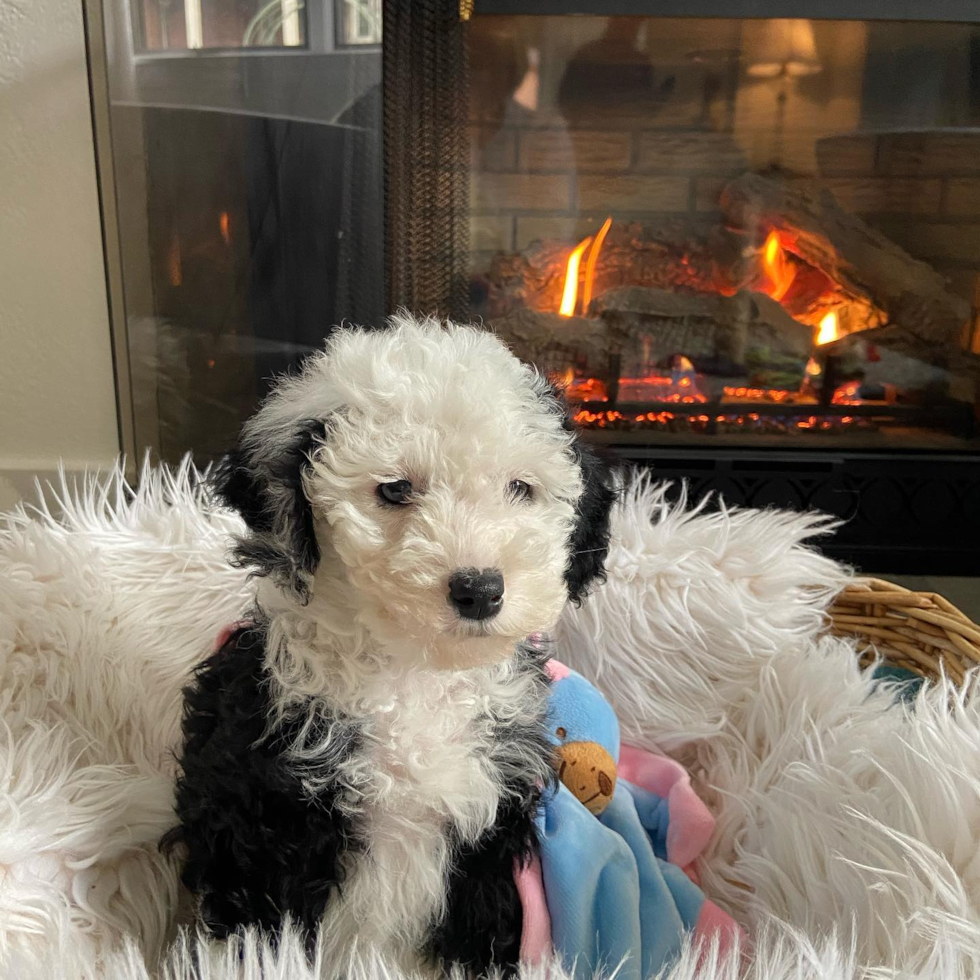 Happy Mini Sheepadoodle Pup