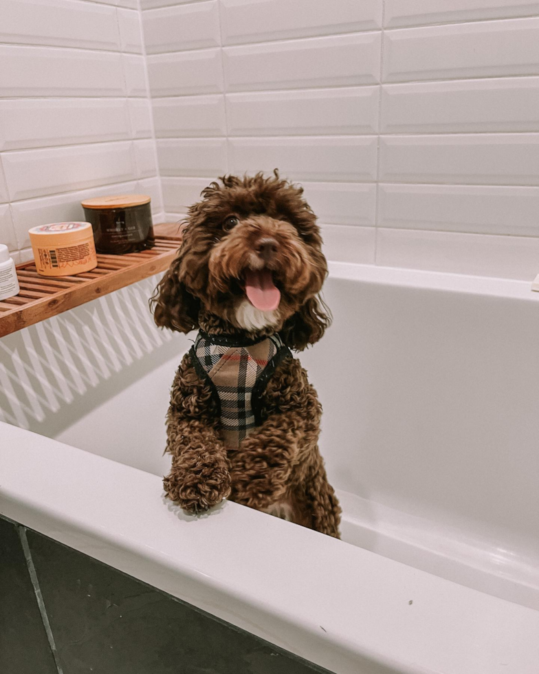 Happy Poodle Pup in Brooklyn NY