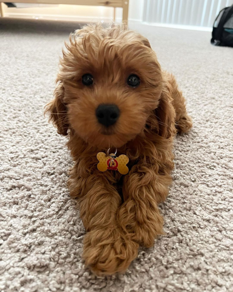 Hypoallergenic Golden Retriever Poodle Mix Pup