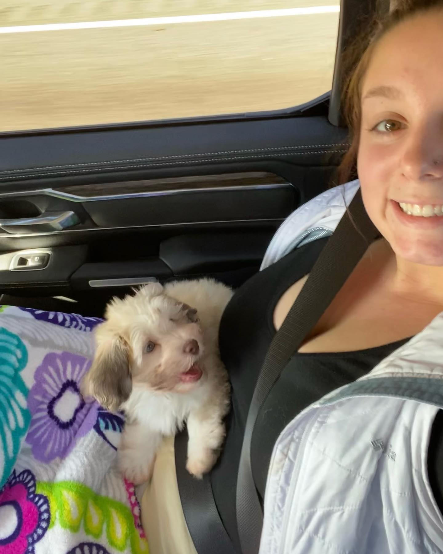 Best Havanese Baby