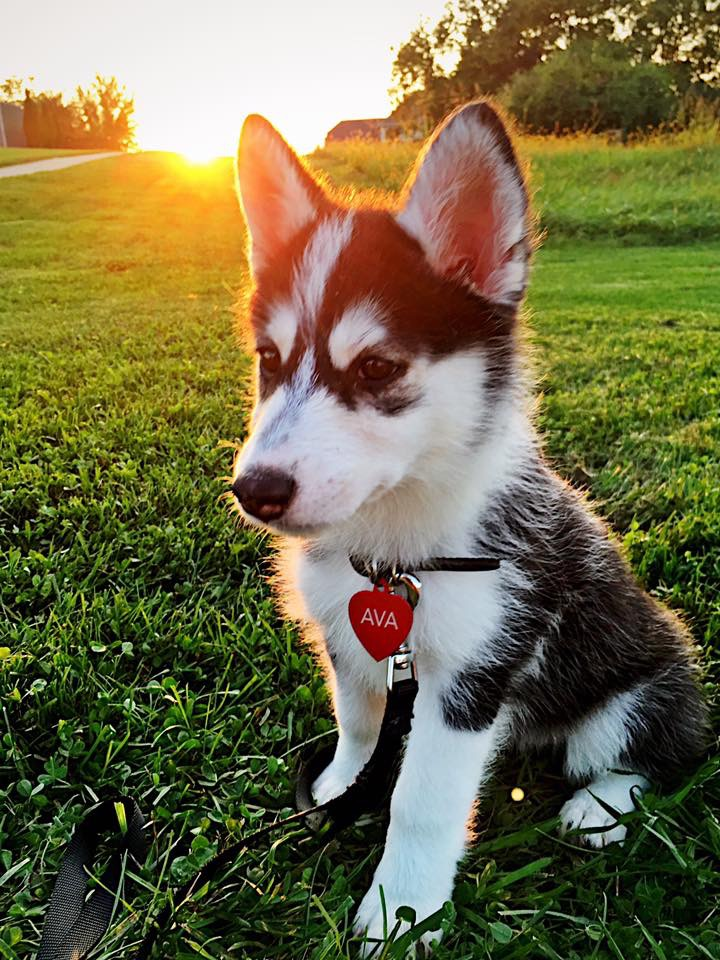 Pomsky Pup Being Cute