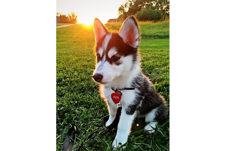 Pomsky Pup Being Cute