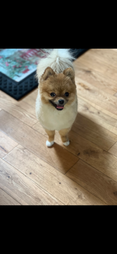 Pomeranian Being Cute