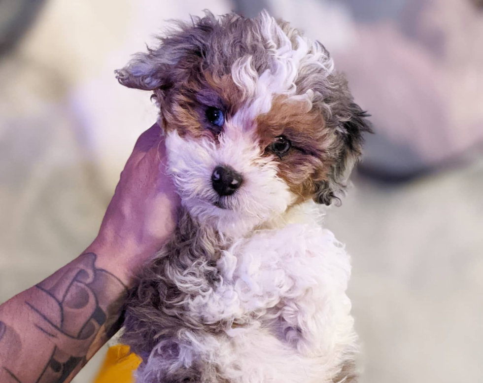 Cute Shih Poo Pup in Hayward CA