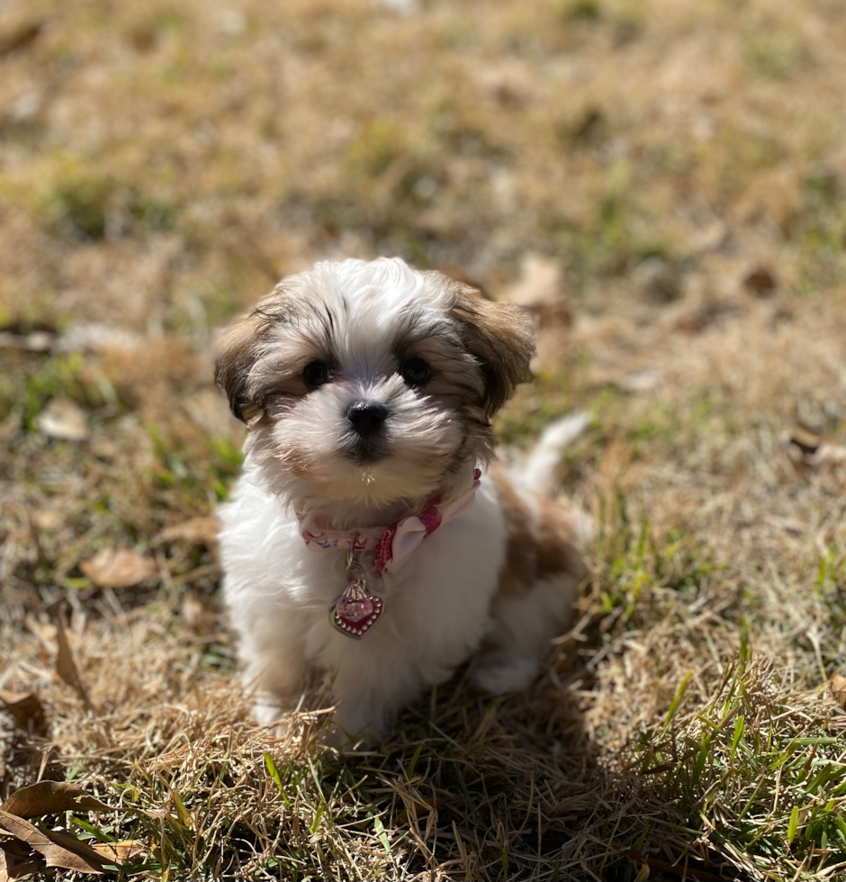 Teddy Bear Pup