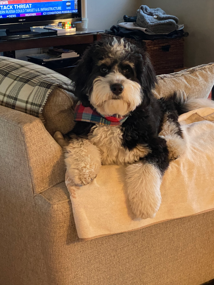 Mini Bernedoodle Being Cute