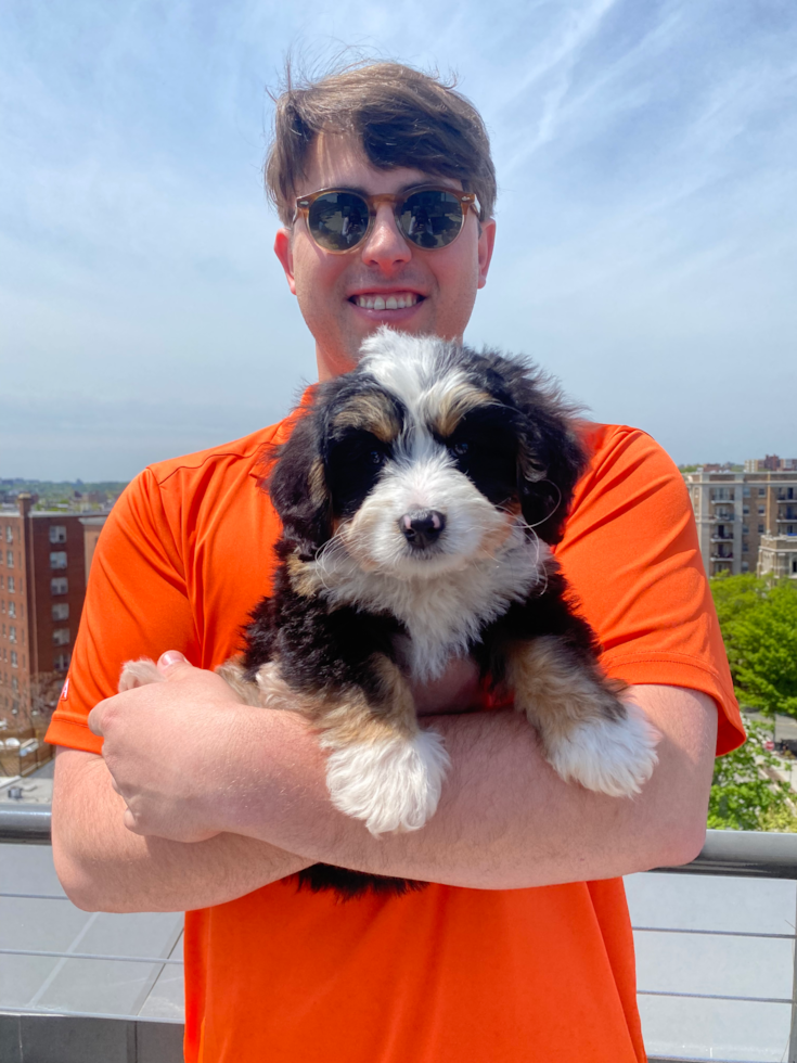 Petite Mini Bernedoodle Poodle Mix Pup