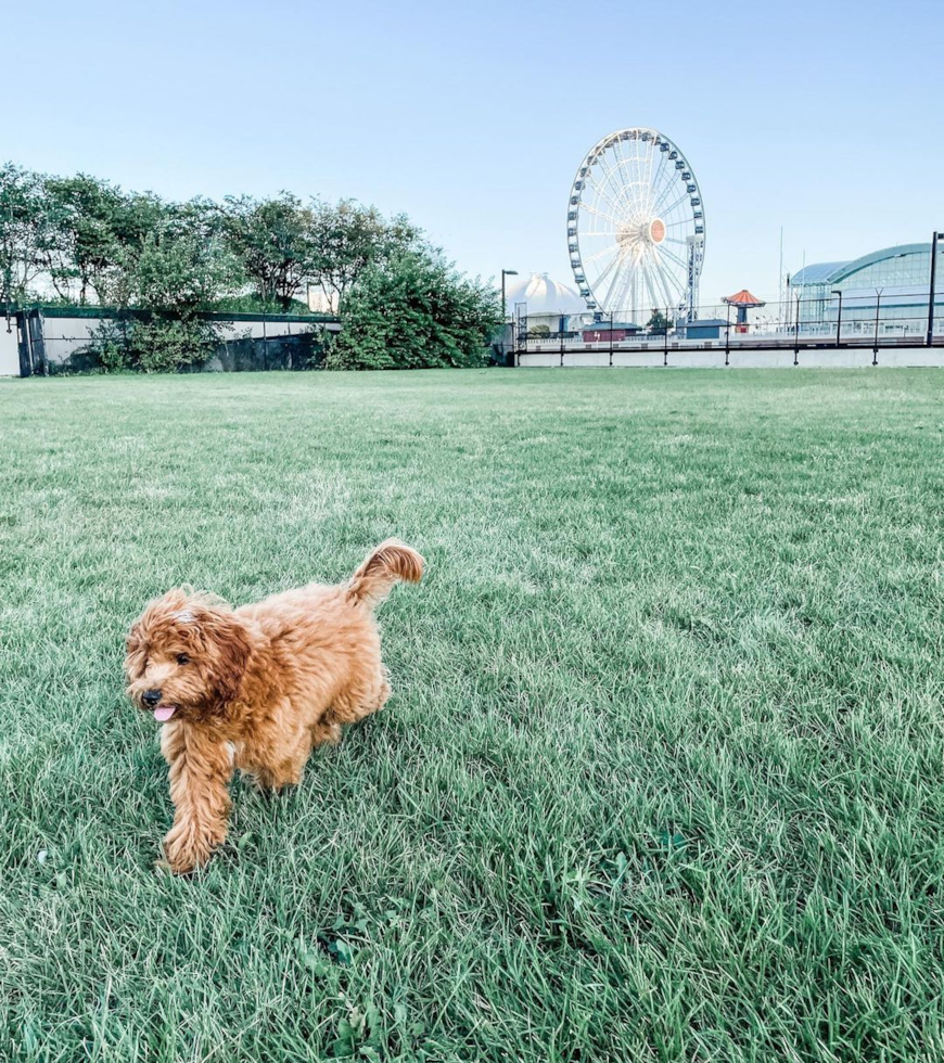 Little Cavoodle Poodle Mix Pup