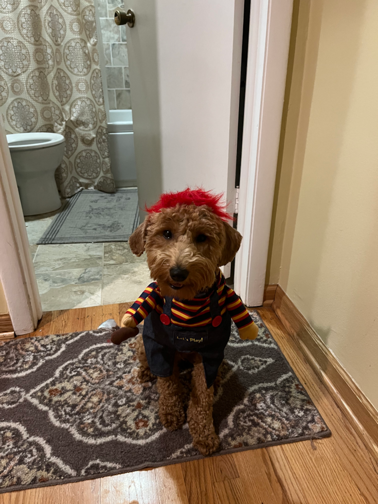 Fluffy Mini Goldendoodle Poodle Mix Pup