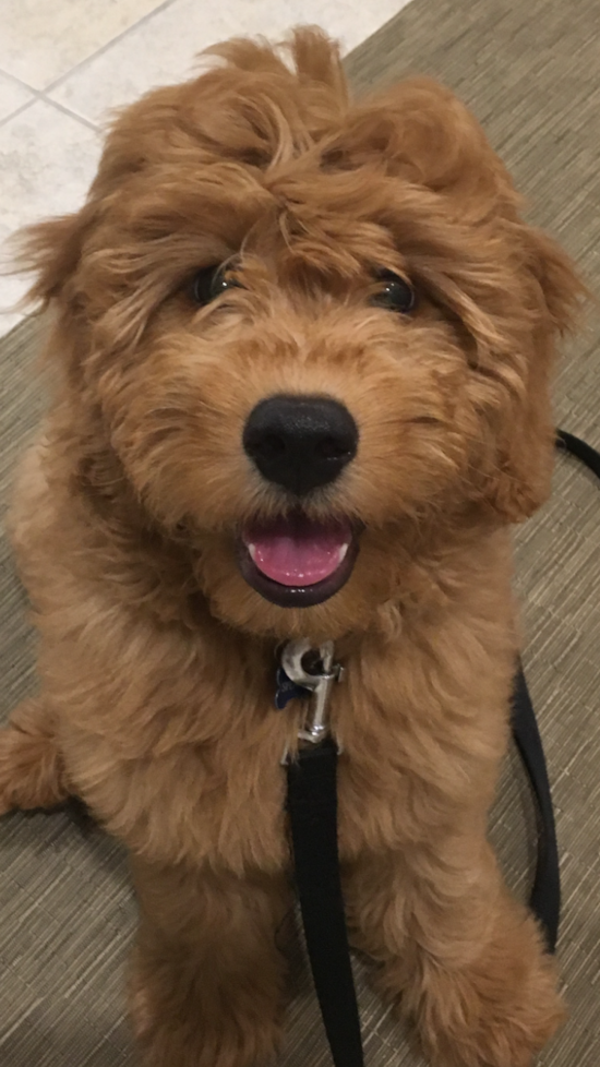 Mini Goldendoodle Being Cute