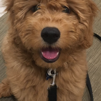 Mini Goldendoodle Being Cute