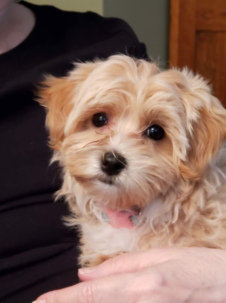 Energetic Maltepoo Poodle Mix Pup