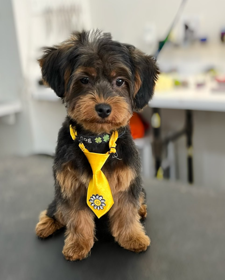 Hypoallergenic Yorkie Doodle Poodle Mix Pup